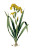 Yellow Iris Illustration Vinyl Car Decal Sticker – Waterproof & UV-Resistant 4.4