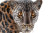 Leopard On Branch V2 Vinyl Car Decal Sticker – Waterproof & UV-Resistant 5.97333333333333