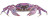 Pink Crab V2 Vinyl Car Decal Sticker – Waterproof & UV-Resistant 4.4
