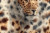 Leopard Hair Pattern Vinyl Car Decal Sticker – Waterproof & UV-Resistant 5.97333333333333