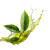Green Tea Splash Vinyl Car Decal Sticker – Waterproof & UV-Resistant 3.4133333333333336"