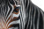 Zebra V2 Vinyl Car Decal Sticker – Waterproof & UV-Resistant 5.866666666666666"