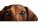 Cute Dachshund Peeking Vinyl Car Decal Sticker – Waterproof & UV-Resistant 5.4