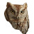 Owl In Tree V3 Vinyl Car Decal Sticker – Waterproof & UV-Resistant 6.826666666666667"