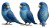 Blue Parrot Sheet V2 Vinyl Car Decal Sticker – Waterproof & UV-Resistant 5.4