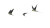 Moody Parrots Flight Vinyl Car Decal Sticker – Waterproof & UV-Resistant 5.4