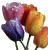 Glass Tulips Vinyl Car Decal Sticker – Waterproof & UV-Resistant 3.52"