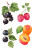 Fruit Watercolor Set Vinyl Car Decal Sticker – Waterproof & UV-Resistant 4.4
