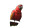 Vibrant Parrot V2 Vinyl Car Decal Sticker – Waterproof & UV-Resistant 5.4