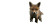 Fox Cub Vinyl Car Decal Sticker – Waterproof & UV-Resistant 5.12"