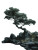 Ancient Chinese Pine V2 Vinyl Car Decal Sticker – Waterproof & UV-Resistant 4.1066666666666665"