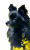 Black Pomchi Dog Vinyl Car Decal Sticker – Waterproof & UV-Resistant 9.49333333333333