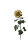 Sunflower Portrait V2 Vinyl Car Decal Sticker – Waterproof & UV-Resistant 4.8533333333333335"