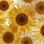 Detailed Sunflowers Vinyl Car Decal Sticker – Waterproof & UV-Resistant 6.826666666666667"