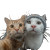 Cats Taking Selfie V11 Vinyl Car Decal Sticker – Waterproof & UV-Resistant 3.4133333333333336"