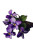 Violet Macro Photography Vinyl Car Decal Sticker – Waterproof & UV-Resistant 4.4