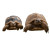 Tortoises Racing Vinyl Car Decal Sticker – Waterproof & UV-Resistant 3.4133333333333336"
