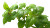 Potato Leaves Close-Up Vinyl Car Decal Sticker – Waterproof & UV-Resistant 2.72"