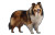 Shetland Sheepdog Pose Vinyl Car Decal Sticker – Waterproof & UV-Resistant 2.933333333333333"