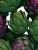 Green Artichokes Vinyl Car Decal Sticker – Waterproof & UV-Resistant 8.213333333333333"