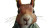 Squirrel-Headed Character Vinyl Car Decal Sticker – Waterproof & UV-Resistant 5.4