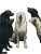 Barking White Dog Vinyl Car Decal Sticker – Waterproof & UV-Resistant 4.1066666666666665"