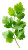 Fresh Cilantro Sprig Vinyl Car Decal Sticker – Waterproof & UV-Resistant 9.706666666666667"