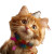 Fluffy Ginger Kitten V2 Vinyl Car Decal Sticker – Waterproof & UV-Resistant 3.4133333333333336"