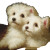 Tiny Fluffy Dogs V2 Vinyl Car Decal Sticker – Waterproof & UV-Resistant 6.826666666666667"