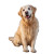 Golden Retriever Smile V2 Vinyl Car Decal Sticker – Waterproof & UV-Resistant 3.4133333333333336"