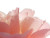 Pink Flower Close-Up V5 Vinyl Car Decal Sticker – Waterproof & UV-Resistant 6.1866666666666665"