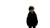 Noir Teen Walking Vinyl Car Decal Sticker – Waterproof & UV-Resistant 2.72"