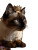 Regal Siamese Cat V4 Vinyl Car Decal Sticker – Waterproof & UV-Resistant 8.213333333333333"