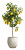 Lemon Tree Pot Vinyl Car Decal Sticker – Waterproof & UV-Resistant 5.12"