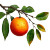 Orange On Branch Vinyl Car Decal Sticker – Waterproof & UV-Resistant 6.826666666666667"