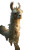 Giant Llama Chaos Vinyl Car Decal Sticker – Waterproof & UV-Resistant 8.96"