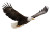 Bald Eagle Soaring V2 Vinyl Car Decal Sticker – Waterproof & UV-Resistant 2.986666666666667"