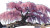 Weeping Cherry Tree Vinyl Car Decal Sticker – Waterproof & UV-Resistant 2.72"