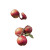 Ripe Apple Branch Vinyl Car Decal Sticker – Waterproof & UV-Resistant 6.826666666666667"