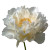 White Peony V2 Vinyl Car Decal Sticker – Waterproof & UV-Resistant 3.4133333333333336"