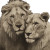Lions In Love V2 Vinyl Car Decal Sticker – Waterproof & UV-Resistant 6.826666666666667"