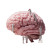 Miniature Brain Study V2 Vinyl Car Decal Sticker – Waterproof & UV-Resistant 6.826666666666667"
