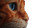 Giant Tabby Cat Vinyl Car Decal Sticker – Waterproof & UV-Resistant 5.4