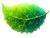 Green Spring Leaf Vinyl Car Decal Sticker – Waterproof & UV-Resistant 6.1866666666666665"