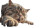 Giant Singing Tabby Vinyl Car Decal Sticker – Waterproof & UV-Resistant 5.4