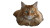 Fluffy Orange Tabby V2 Vinyl Car Decal Sticker – Waterproof & UV-Resistant 2.72"