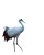 White Crane Dancing Vinyl Car Decal Sticker – Waterproof & UV-Resistant 4.0"