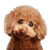 Cute Brown Poodle Vinyl Car Decal Sticker – Waterproof & UV-Resistant 6.826666666666667"