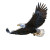Graceful Eagle Vinyl Car Decal Sticker – Waterproof & UV-Resistant 3.4133333333333336"