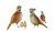 Gambel Quail Family V2 Vinyl Car Decal Sticker – Waterproof & UV-Resistant 2.72"